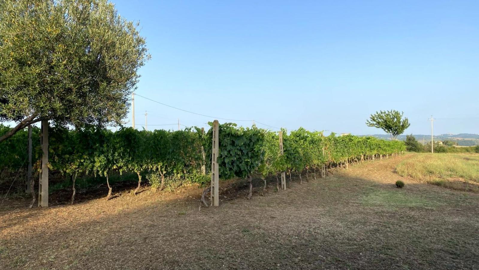 Agriturismo Uliveto Gretacci Монтемерано Экстерьер фото