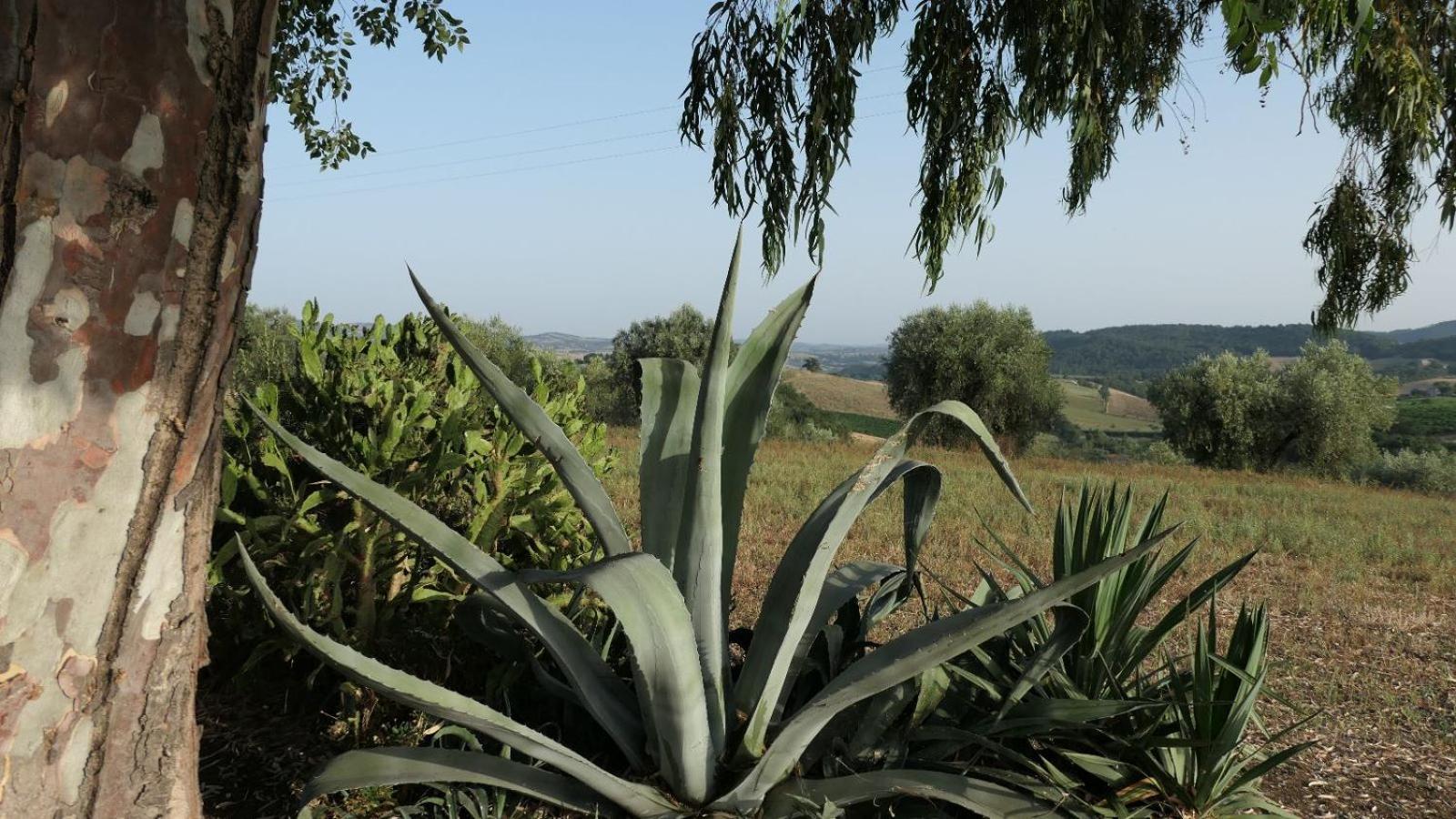 Agriturismo Uliveto Gretacci Монтемерано Экстерьер фото