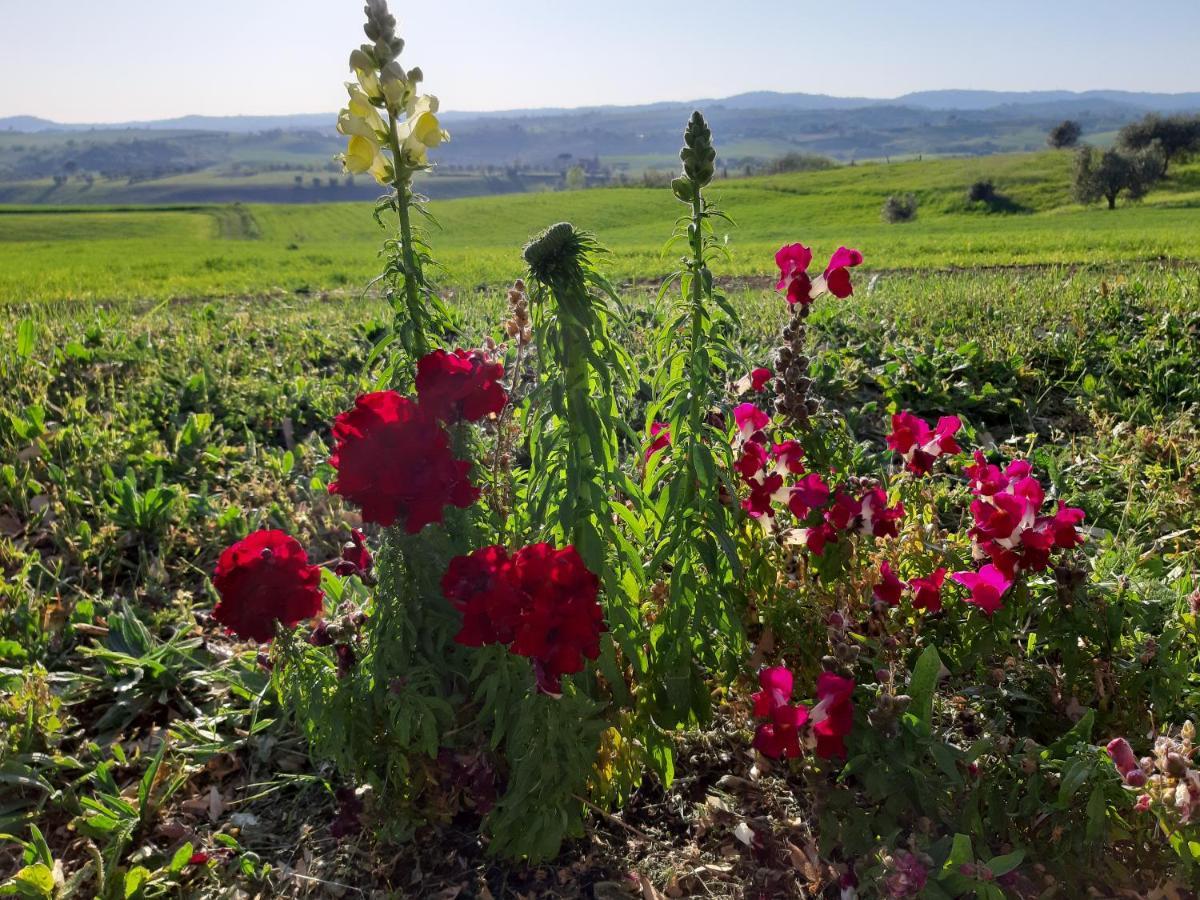 Agriturismo Uliveto Gretacci Монтемерано Экстерьер фото